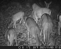 OXE Gepard II noční focení