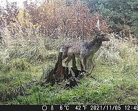 Fotopast OXE Gepard II kvalita snímků