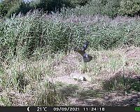 OXE Gepard II kvalita fotografií