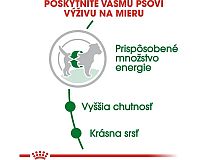 Royal Canin Mini Adult výživa pro psa